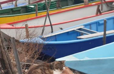 Le Rondini - Photo 33