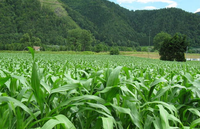 Apartments Am Kirchkogel - Foto 40