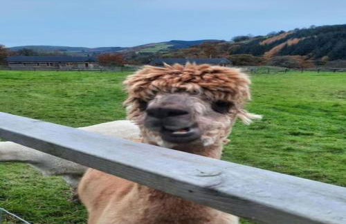 Owl Cabin - Photo 46