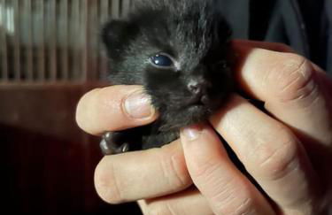 Ferienwohnung auf dem Bauernhof - Hermanns Lodge - Foto 5