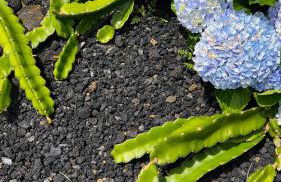 Casa Baleia Laranja Ocean-Front - Photo 49