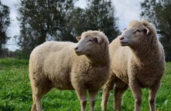 Natur - Quinta Nª Srª da Conceição - T4 - Golegã - Foto 21