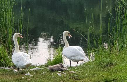 Przystan Zegrze - Foto 9