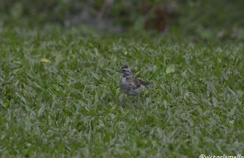 A Casinha Lumiar - Foto 50
