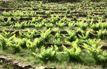 Charmant séjour au cœur des vignes de Banyuls - Foto 56