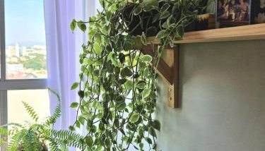 HO1016 - Foto 3, Garden