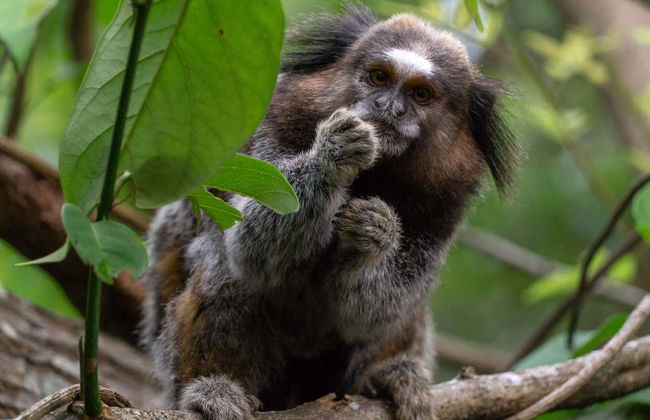 Trekking al Parco Naturale Lagoinha do Leste - Foto 7