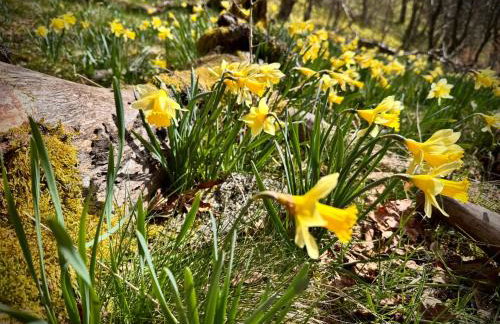 FerienLoft Eifeel Good - Natururlaub in Monschau - Foto 28