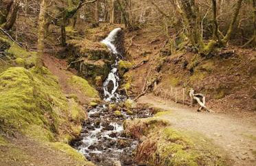 Finlodge- Pet-Friendly Scandinavian Cabin - Photo 77