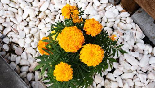 Brisa do Nordeste - Photo 4, Garden