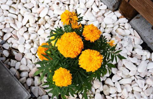 Brisa do Nordeste - Photo 4