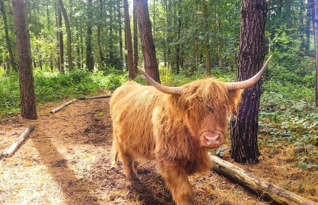 Hay's Wood Retreat - Foto 44