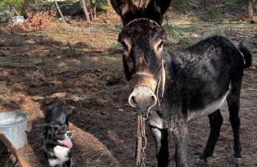 Casa da Aldeia - Exclusive Upper Floor with 3 Bedrooms and Private Pool - Foto 36