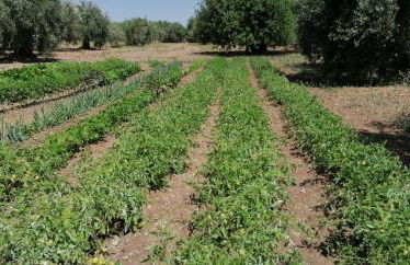 Agriturismo Baglio Calanchi - Foto 33