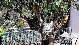 La casetta degli ulivi - Foto 4