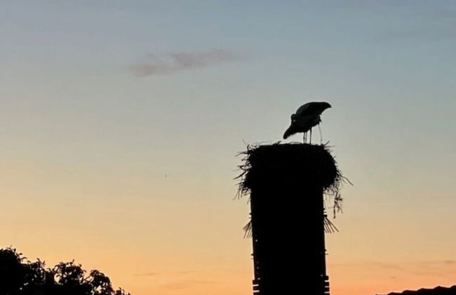 Ferienidyll in Gielow an der Seenplatte - Foto 7