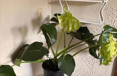 Tree House 6 bedrooms, 2 blocks from everything - Foto 33