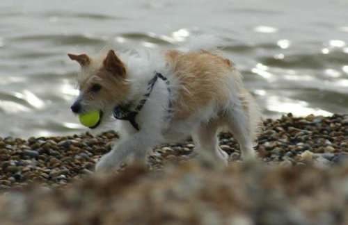 Cinque Ports Snug by Coaste - mins from Sea & Golf Course - Foto 53
