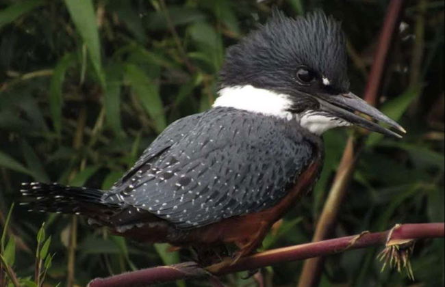 Birdwatching on the Carretera Austral - Foto 8