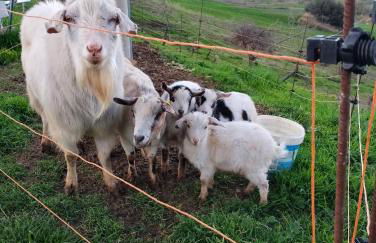 Minicasa nella fattoria - Foto 23