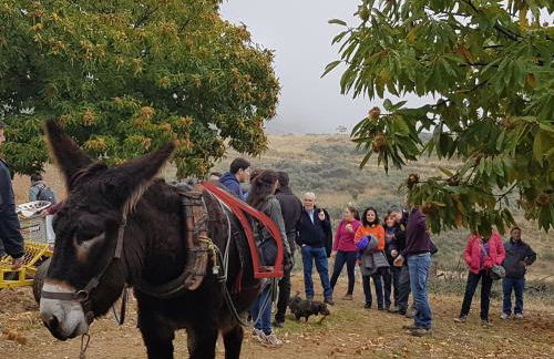 Apimonte Casa do Pascoal - PN Montesinho - Foto 59