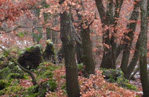 Boscoscuro - Foto 35