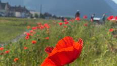 Loch Linnhe View house 17, Fort William - Foto 3