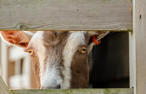 Dolphin Lodge - Photo 32