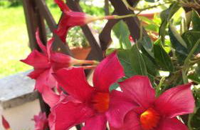 Ammos Studios and Apartments - Foto 73