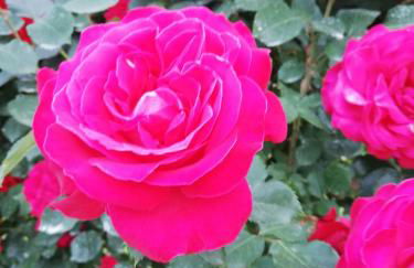 La Giribaldina Winery & Farmhouse - Foto 47