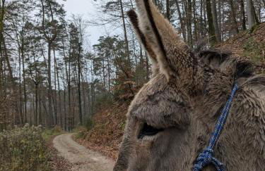 Gîte mon chez moi - Foto 6