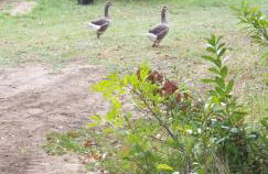 maison au calme avec piscine - Foto 34