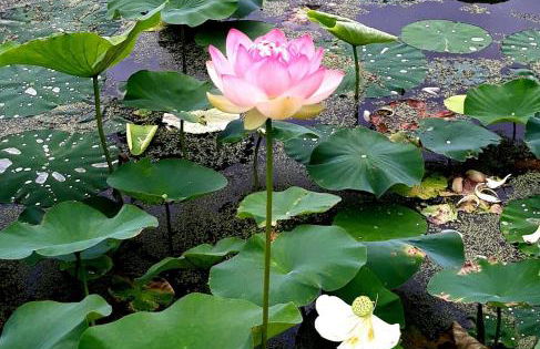 Chestnut Hill Farm - Foto 14