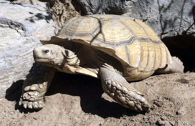 Le Refuge et Centre Educatif de Reptiles et d'Animaux Sauvages de La Paz - Photo 2