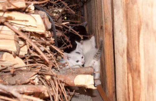 Hölzlhof Apartments - Foto 36