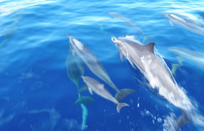 Snorkel y avistamiento de delfines en Lanai - Foto 2