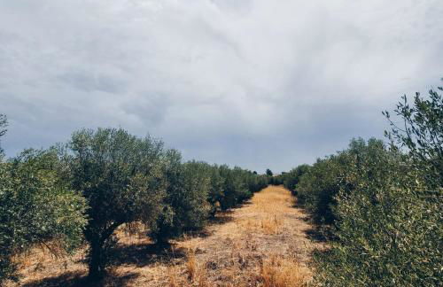 Casas da Olaria - Foto 20