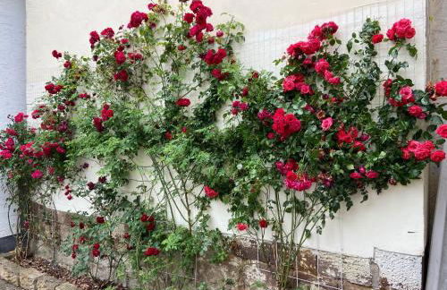 Villa Dornröschen Hofgeismar - Foto 16