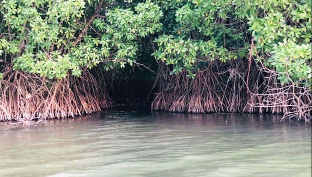 Manguezais na lagoa de Pottuvil