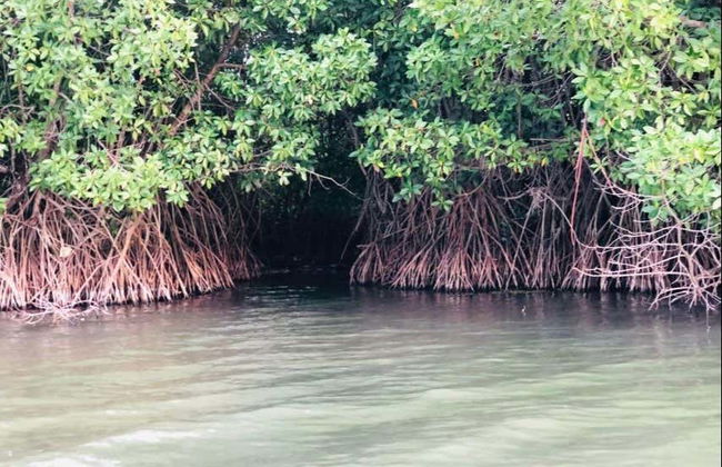 Passeio privado de barco pelos manguezais de Pottuvil - Foto 4