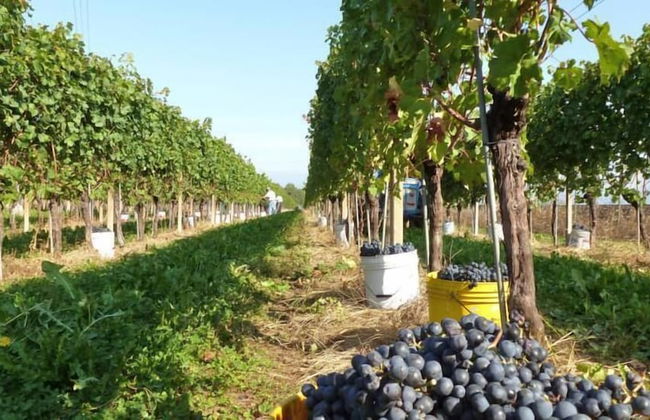 Agriturismo Tonutti - Foto 37