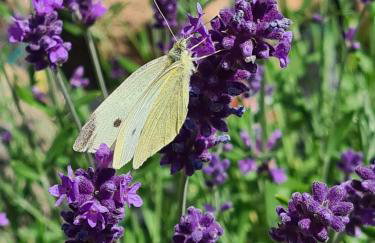 Domek nad Zalewem - Foto 14