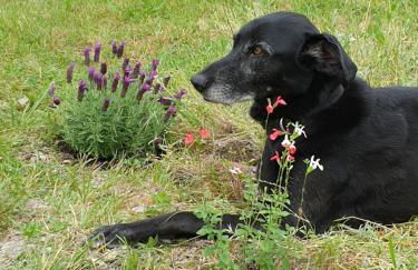 Gîte 4 étoiles La Belle Eau Calme - Foto 12