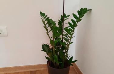 Apartment IUSTUS PINUS - Foto 14