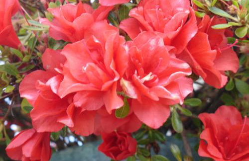 Casa D' Joao Enes - Afife Residence - Foto 75