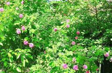 Plitvice Studio Apartments - Foto 60