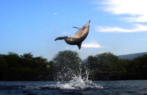 PonoMana Oasis's - Koi Cottage - Foto 54