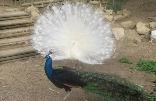 Quinta Sobral Prestige - Little Rustic - Photo 27