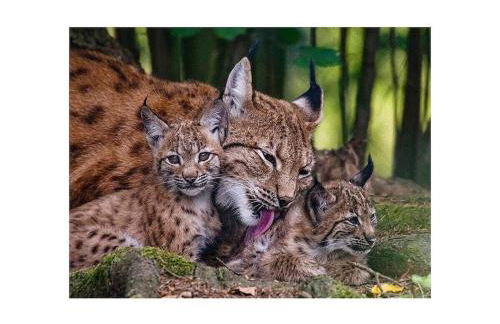 Sonnenblick Comfortable holiday residence - Photo 34