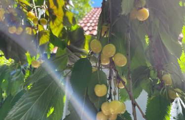 Ferienwohnung mit Sonnenterrasse, Monteursunterkunft, Gästewohnung - Foto 26